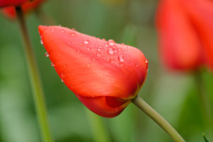closed red tulip blossom, wet, close-up closed red tulip blossom, wet, close-up
